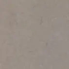 Fossil Nautilus 30mm